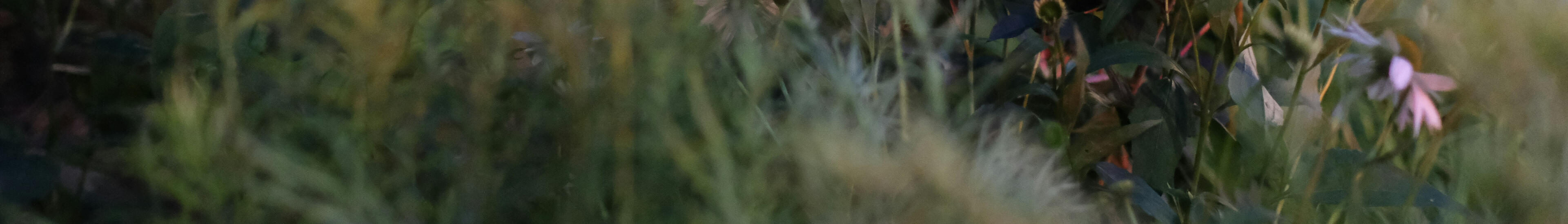 Artemisia Obi Clinical Chinese herbalist sits in her clinic tending to patients