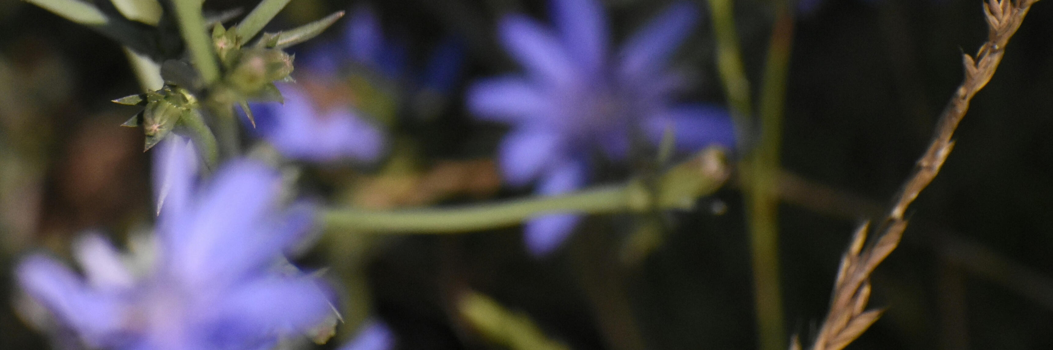 Artemisia Obi Clinical Chinese herbalist sits in her clinic tending to patients